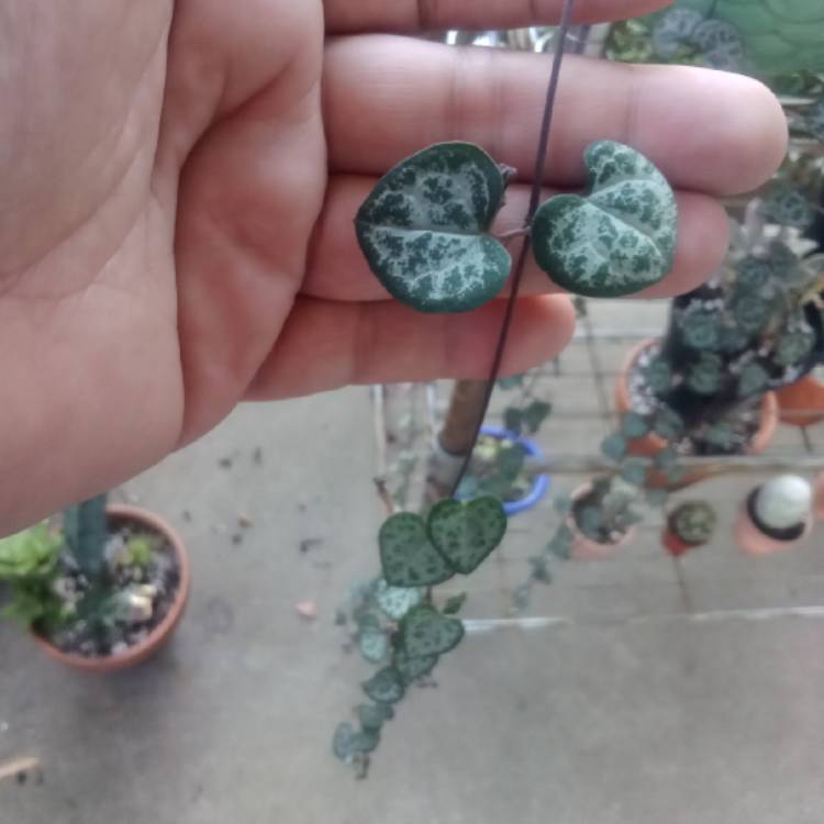 plant image 1621300 plant image 1621300