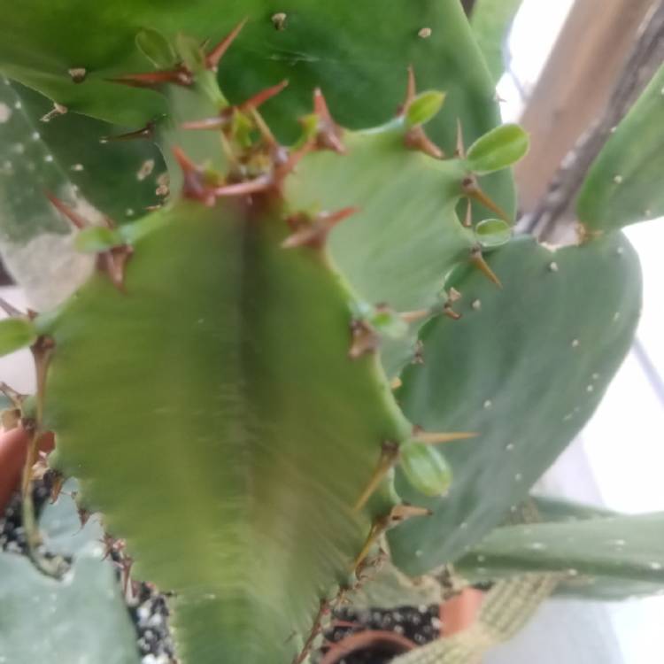 plant image 1621326 plant image 1621326