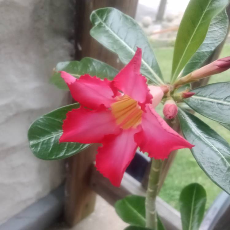 plant image 1624402