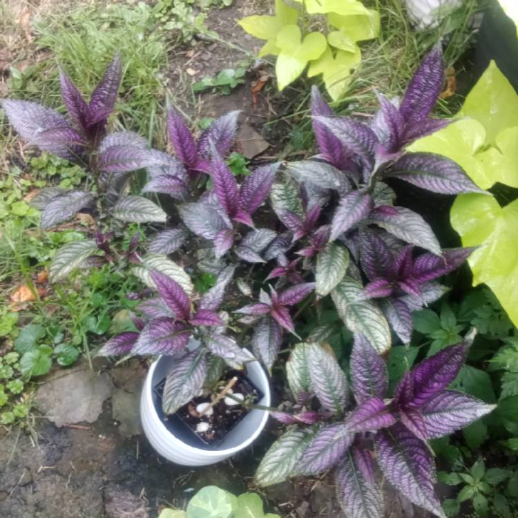 plant image 1624676