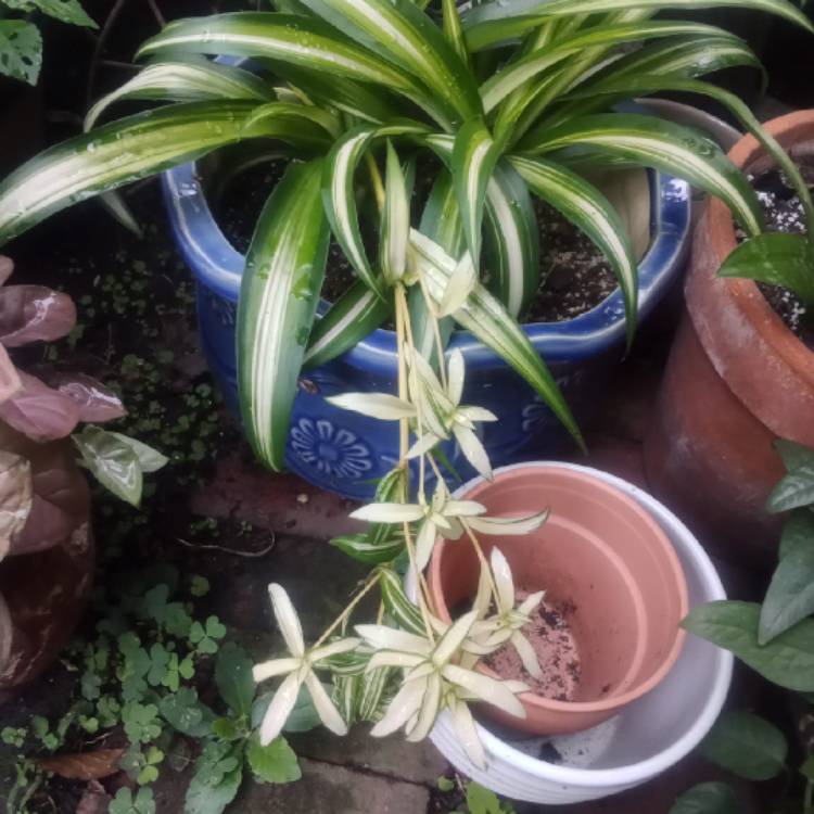plant image 1624681 plant image 1624681