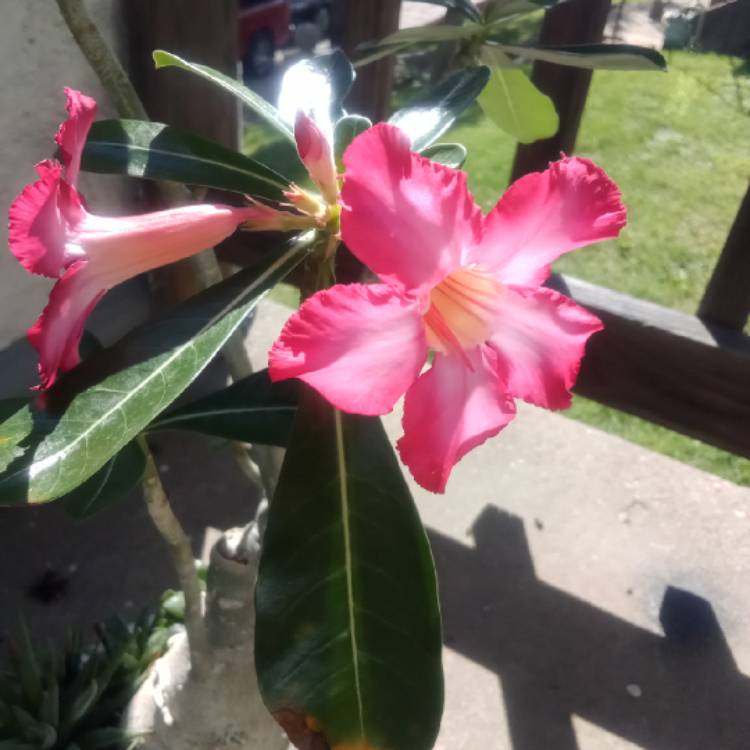 plant image 1626435