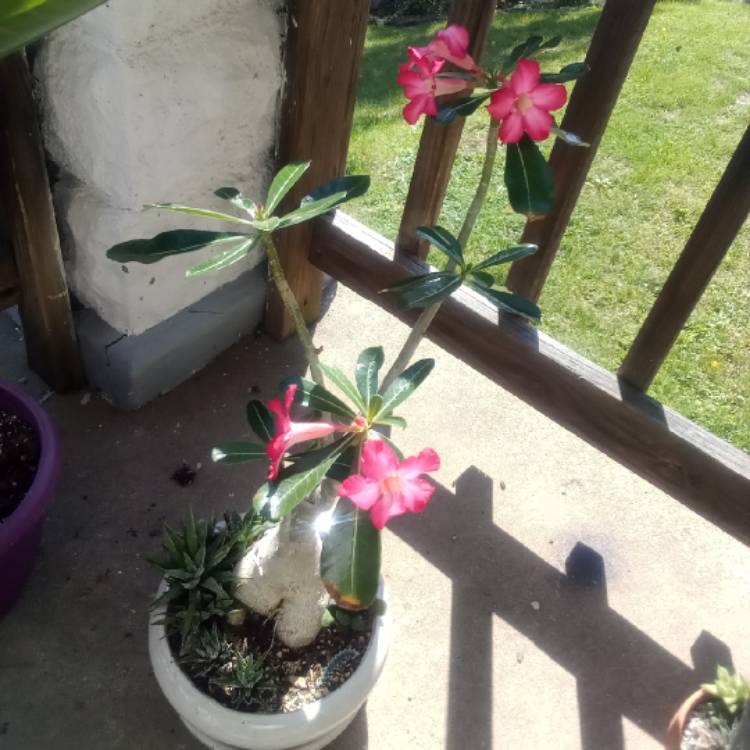 plant image 1626436