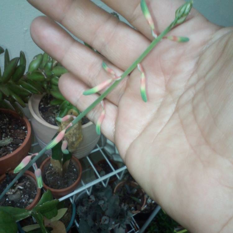 plant image 1640524 plant image 1640524
