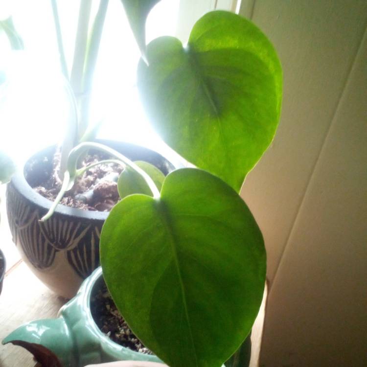 Plant image Monstera deliciosa 'Borsigiana'  syn. Monstera borsigiana