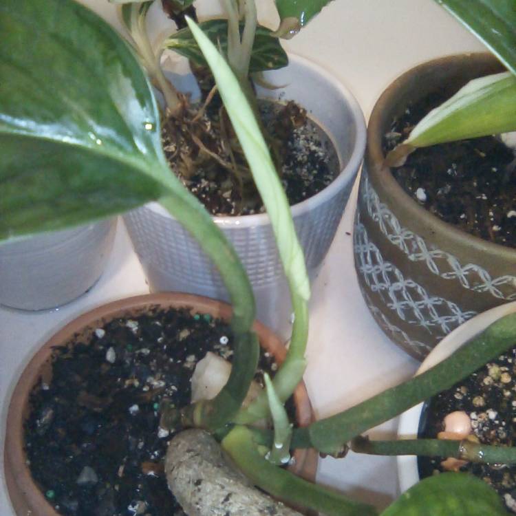 plant image 1643087 plant image 1643087