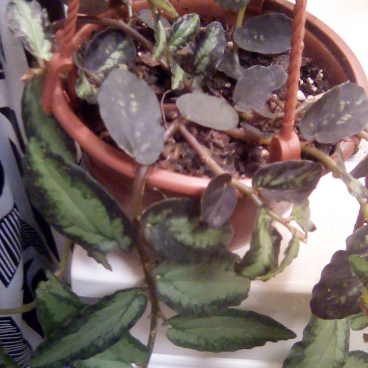 plant image 1648436