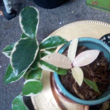 Hoya carnosa 'Krimson Queen' syn. 'Crimson Queen'