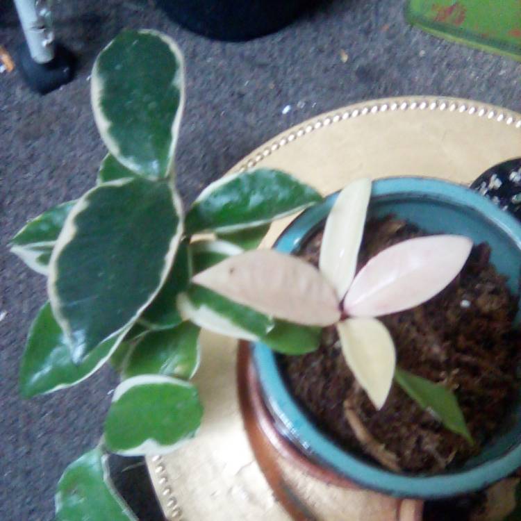 Plant image Hoya carnosa 'Krimson Queen' syn. 'Crimson Queen'