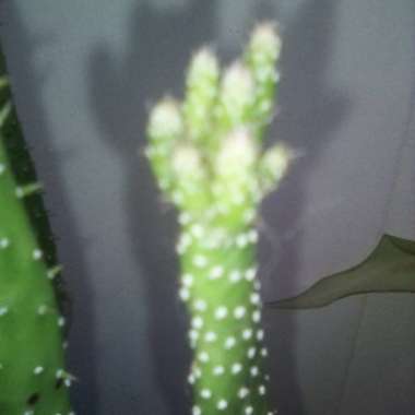 Opuntia