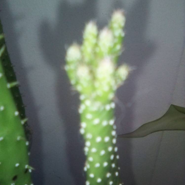 plant image 1649889 plant image 1649889
