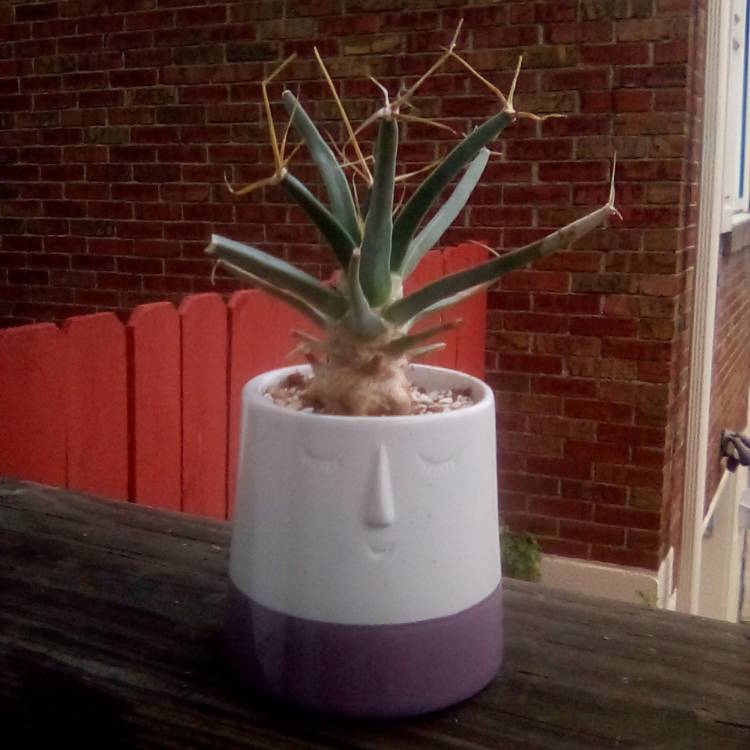 plant image 1658878