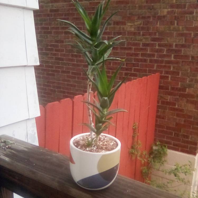 plant image 1658882