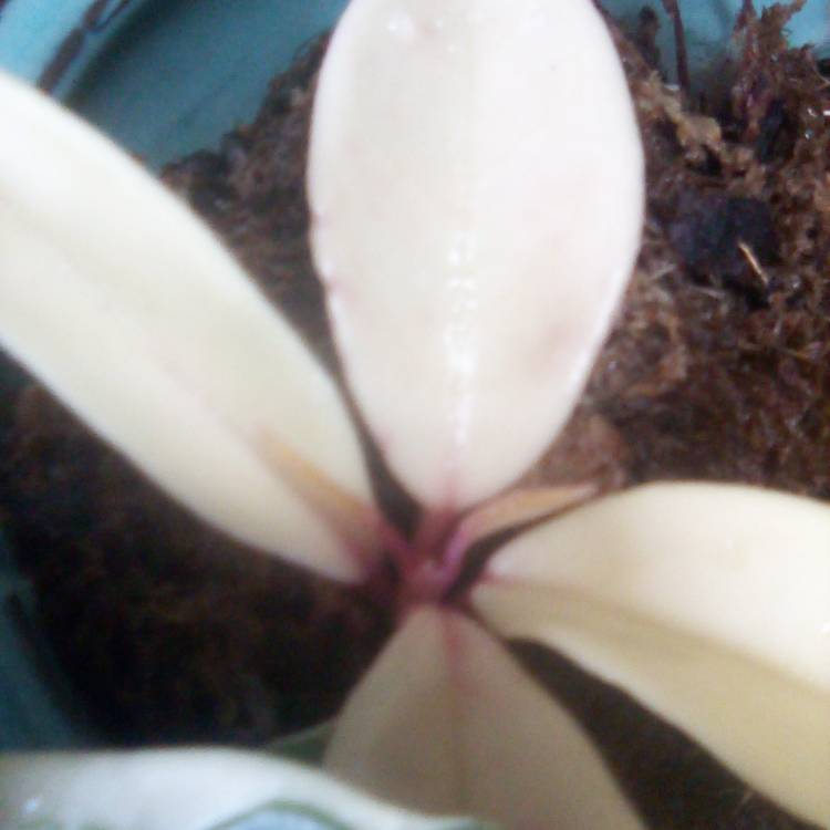 plant image 1658883 plant image 1658883