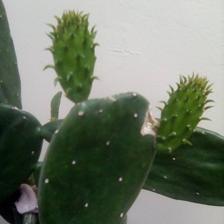 plant image 1660127 plant image 1660127