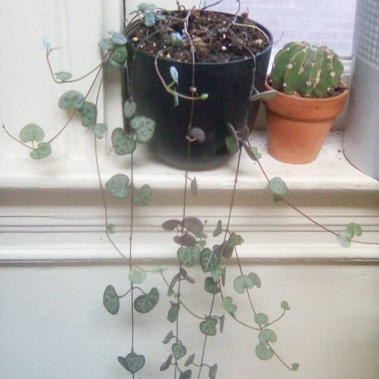 plant image 1660158 plant image 1660158