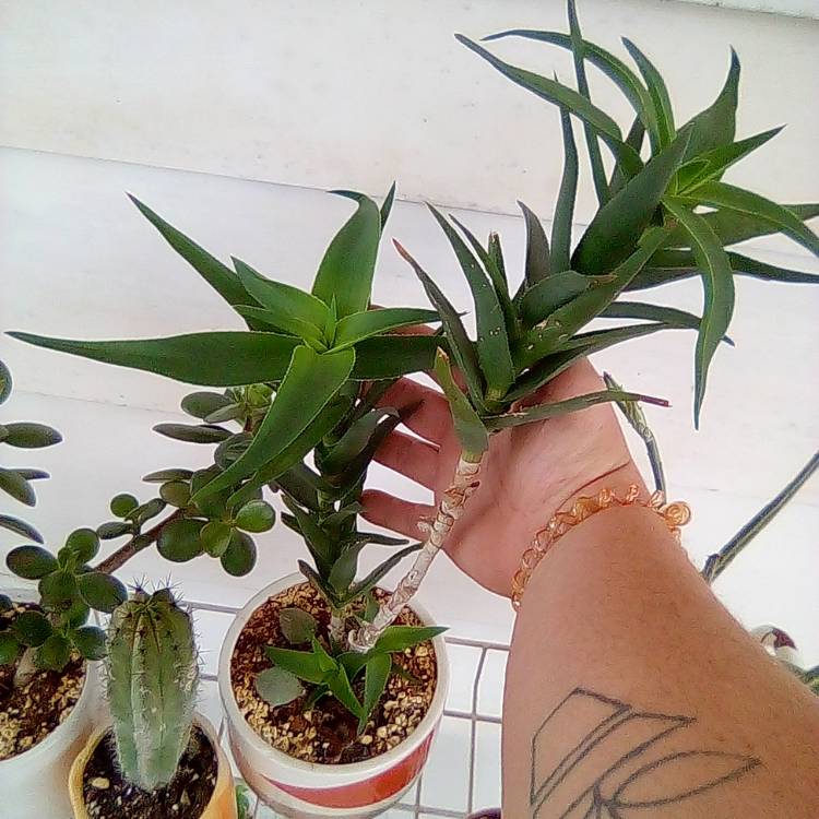plant image 1673128