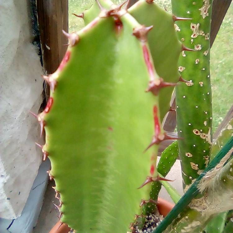 plant image 1673138 plant image 1673138
