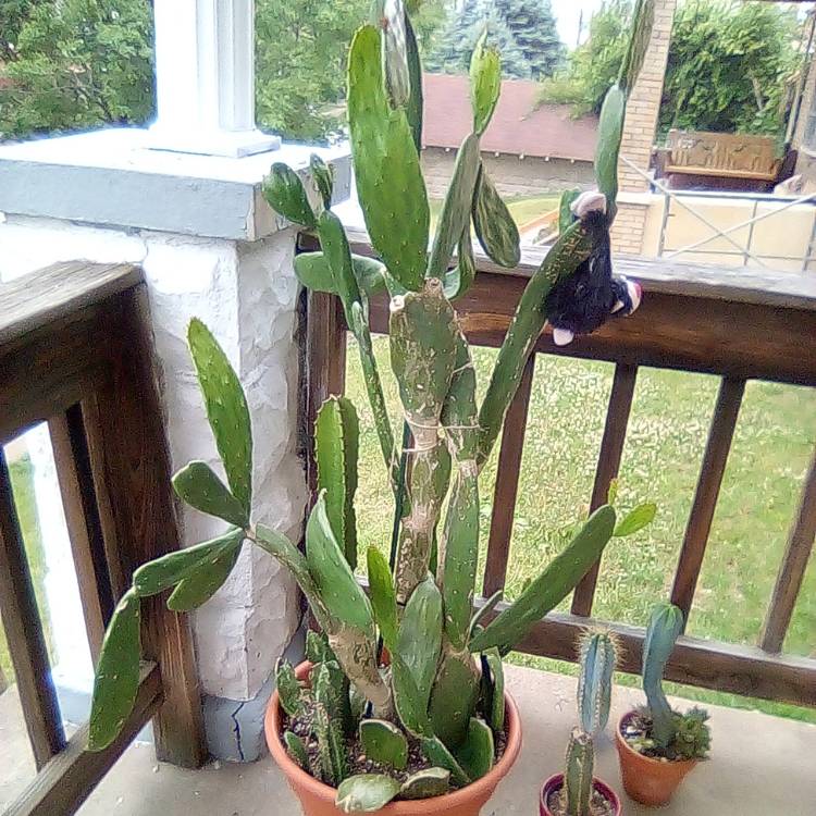 plant image 1673142 plant image 1673142
