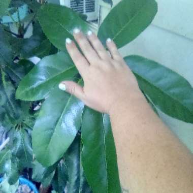 Schefflera Actinophylla 'Amate'