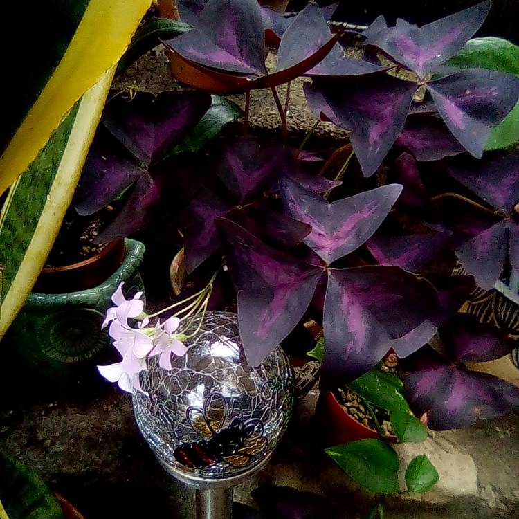 Plant image Oxalis 'Black Velvet'