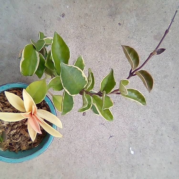 plant image 1685915 plant image 1685915