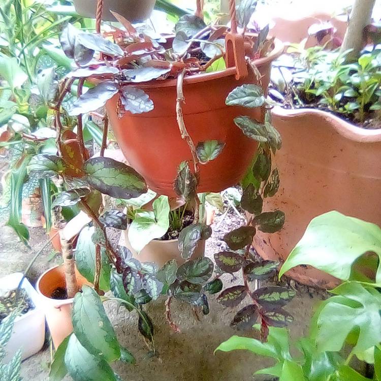 plant image 1686031