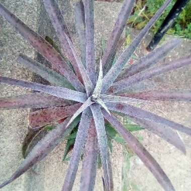 Mangave Sp. (Unknown)