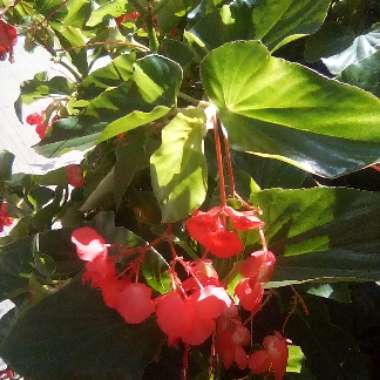 Heather's garden