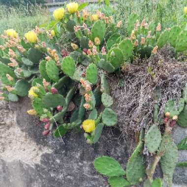 Heather's garden