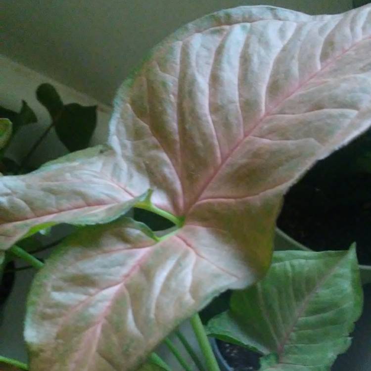 plant image 934334