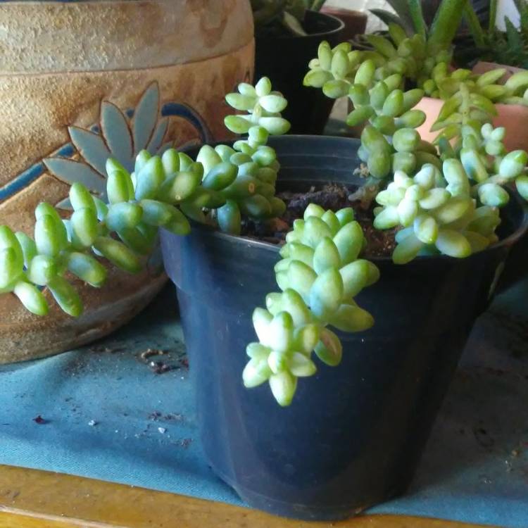 plant image 936518