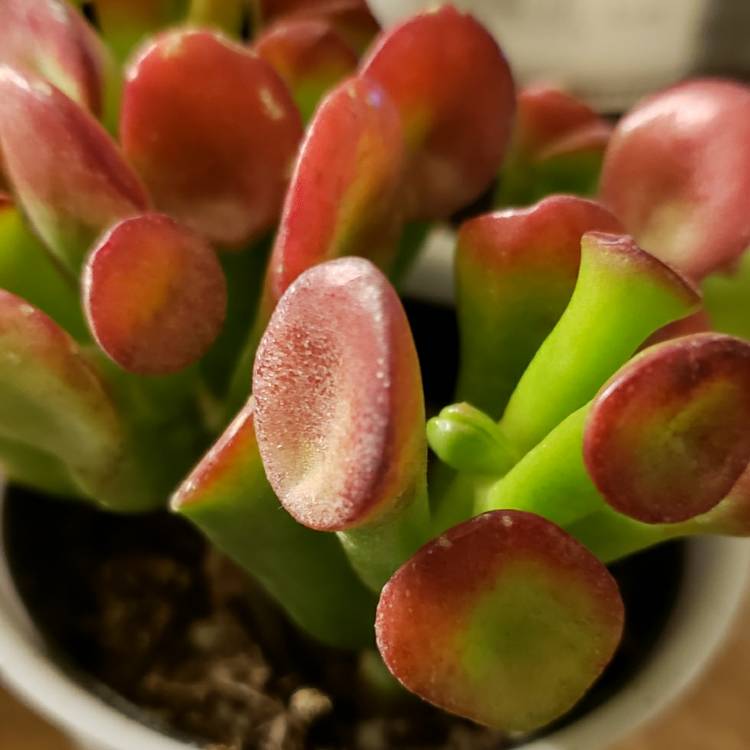 plant image 937737