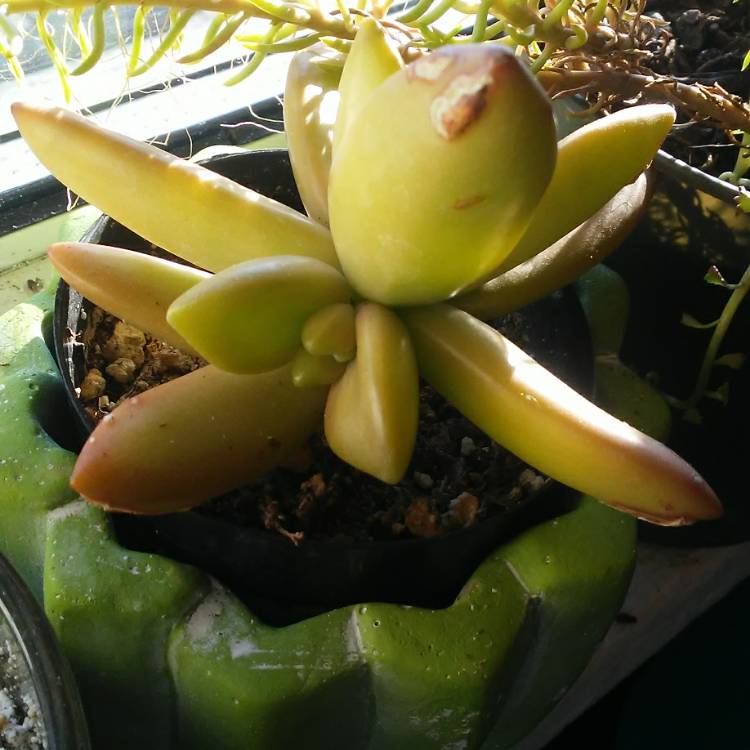 plant image 938200