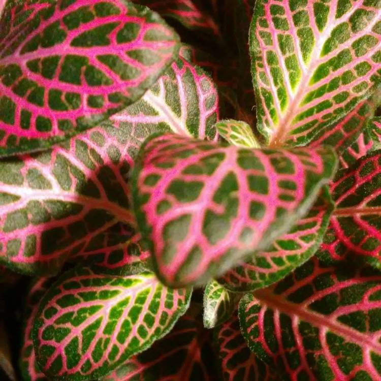 Plant image Fittonia agyroneura 'Mini Red Vein'