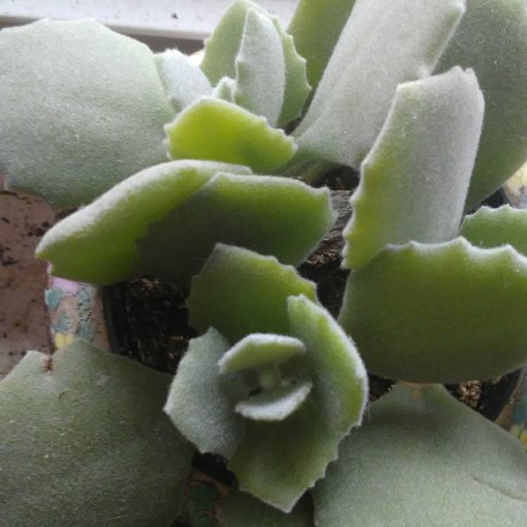 Plant image Kalanchoe millottii
