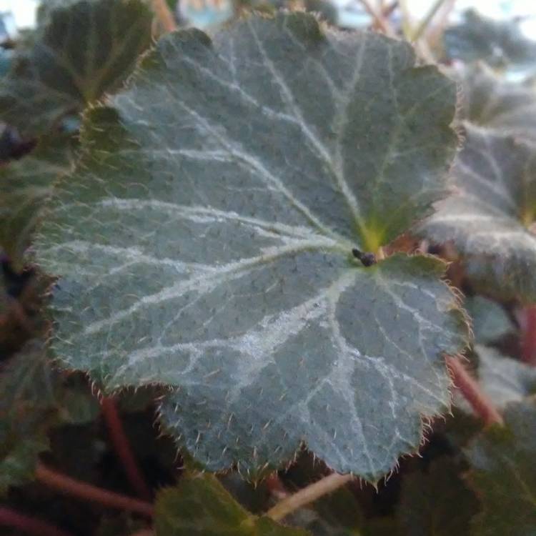 plant image 947778