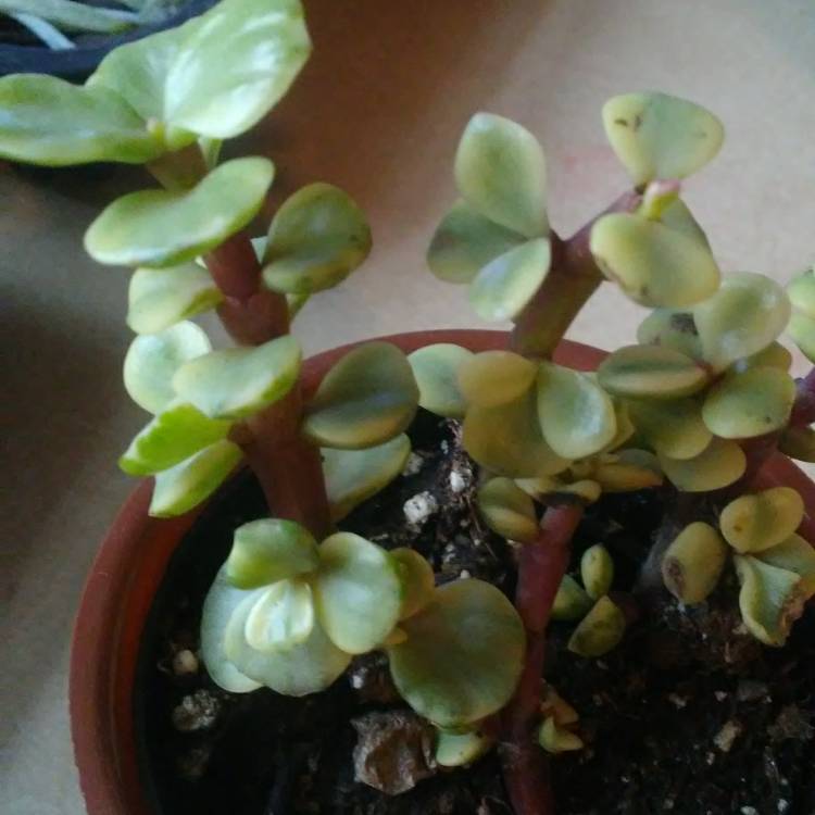 Plant image Portulacaria Afra 'Tricolour'.