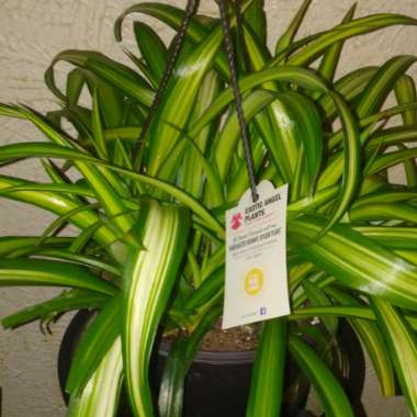 Chlorophytum viridescens 'Hawaiian'