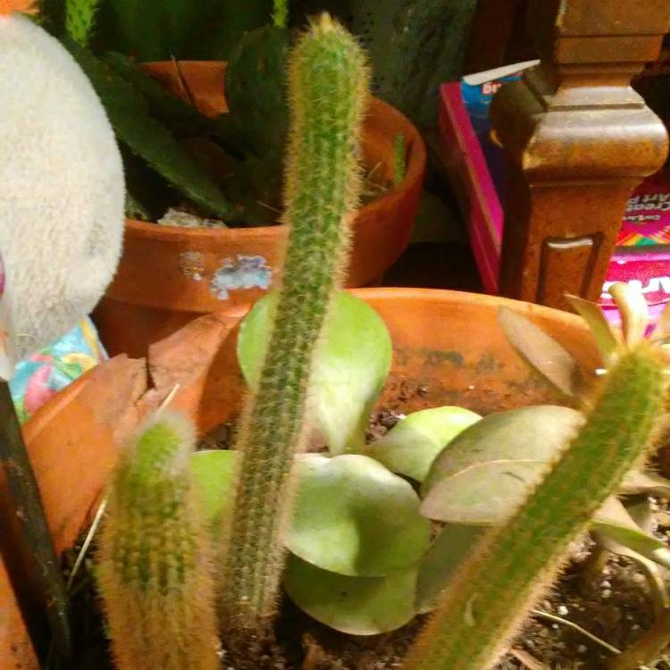 plant image 953945