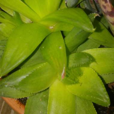 Haworthia Cuspidata
