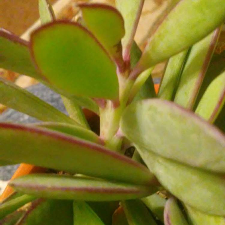 plant image 954068