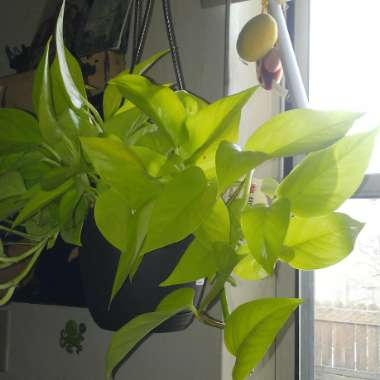 Epipremnum aureum 'Neon'