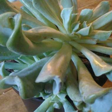 Echeveria Runyonii var. Topsy Turvy