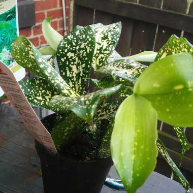 Dracaena godseffiana syn. D. surculosa 'Florida Beauty'