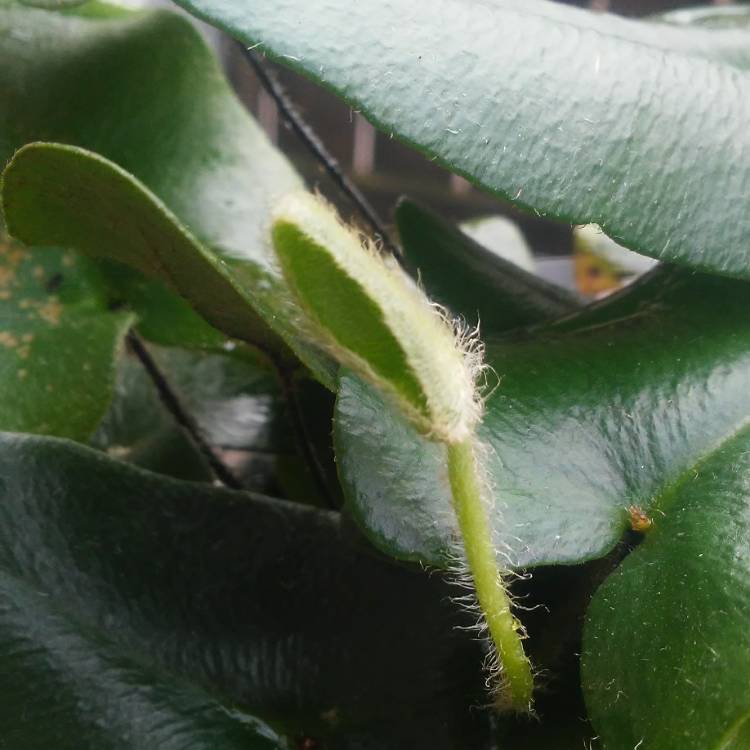 Plant image Hemionitis arifolia