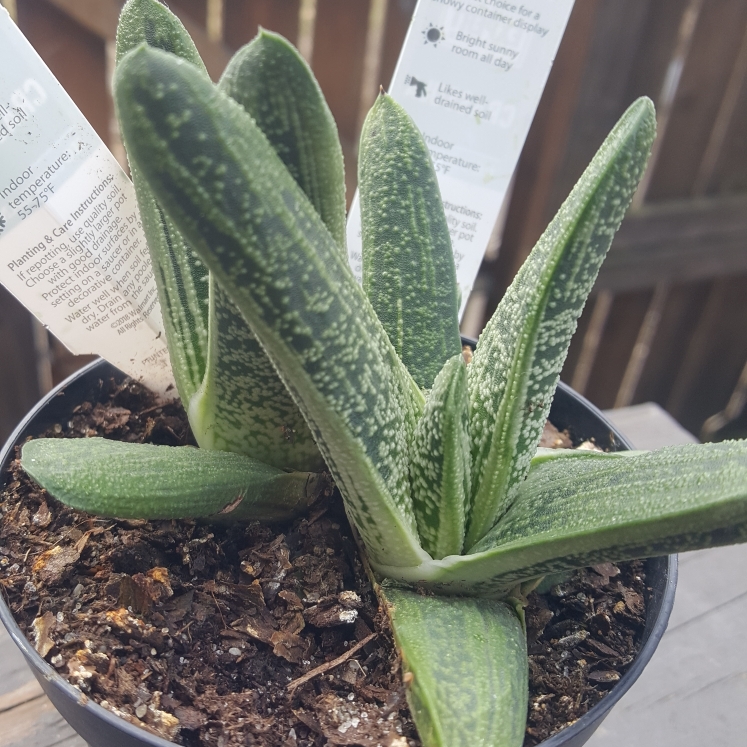 plant image 968284