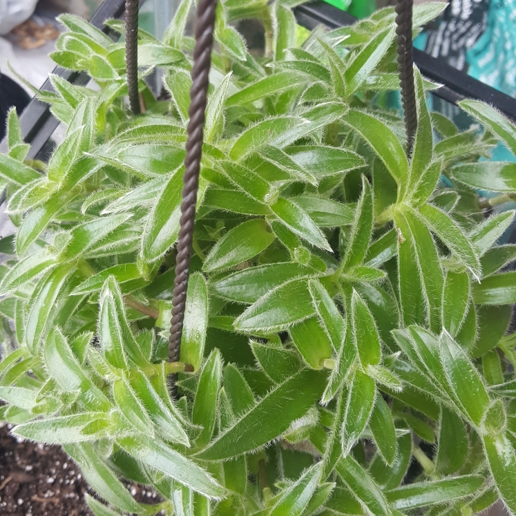 plant image 968317