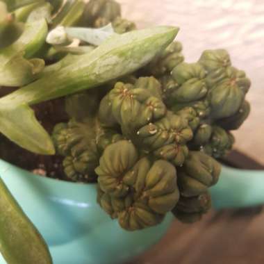 Cereus forbesii monstrose 'Ming Thing'