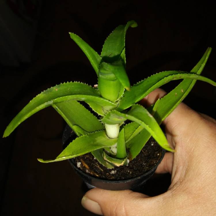 plant image 972909